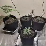 JEM Non-Feminized Autoflower 