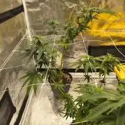 Breeding run before seed ban