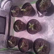 Breeding run before seed ban