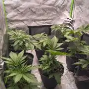 Breeding run before seed ban