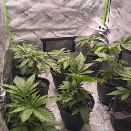 Breeding run before seed ban