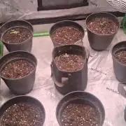 Breeding run before seed ban
