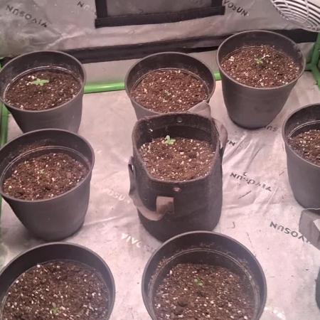 Breeding run before seed ban