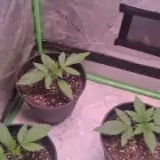 Breeding run before seed ban