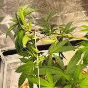 Breeding run before seed ban
