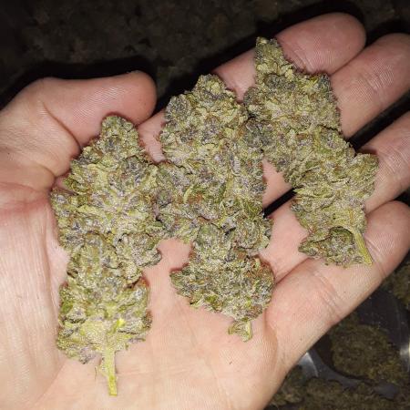 Super Silver Haze OG ~ DWC ~ 2