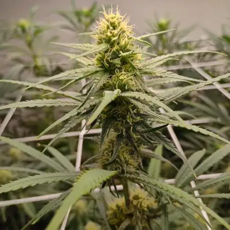 Purple Kush ~ Kannabia ~ DWC 9