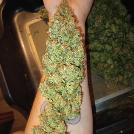 Purple Kush ~ Kannabia ~ DWC 9
