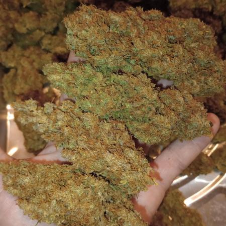 C99 ~ FemaleSeeds ~ DWC 7