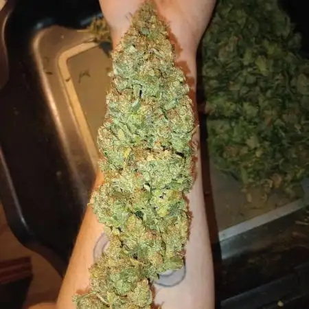 Purple Kush ~ Kannabia ~ DWC 9