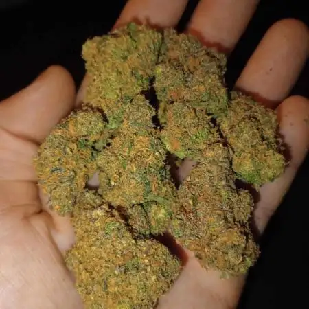 Runtz ~ Zamnesia ~ DWC 9