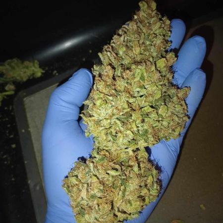 Russian Doll ~ Kannabia ~ DWC 9