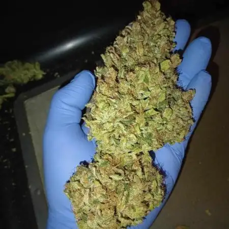 Russian Doll ~ Kannabia ~ DWC 9