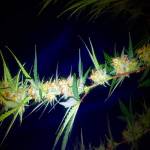 FastBuds Gorilla Glue Auto by The Elvis!!