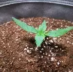 Indogro