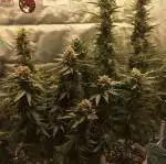 Fastbuds 2