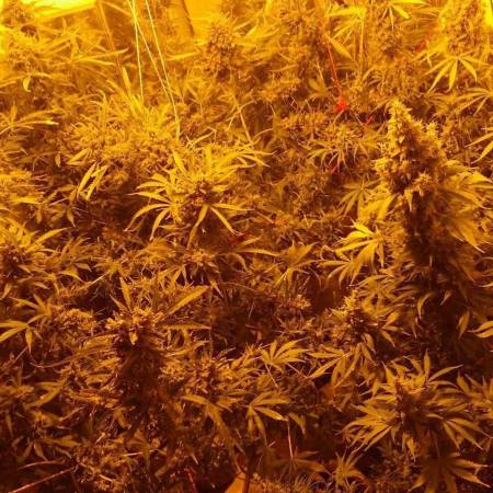 Papa's Auto Garden