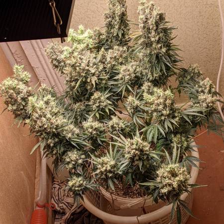 Serious AK-47 Fem