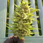 Gorilla Cookies auto 1.7.21