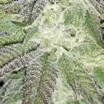 Seedsman seeds peyote wifi CBD
