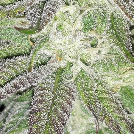 Seedsman seeds peyote wifi CBD