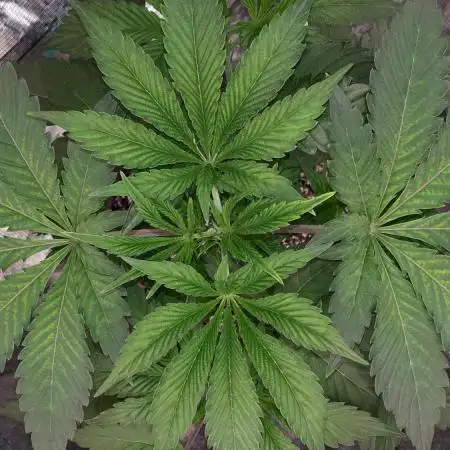 IGM (COLORS BY CULTIVAR)