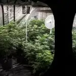 8X8 MANSION (22 PLANT GROW)