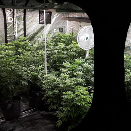 8X8 MANSION (22 PLANT GROW)