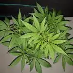 34 street seeds PINK KUSH