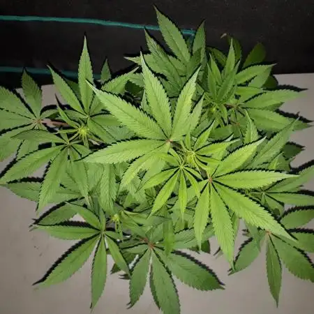 34 street seeds PINK KUSH