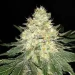 420 FASTBUDS PHOTOPERIODS GROW