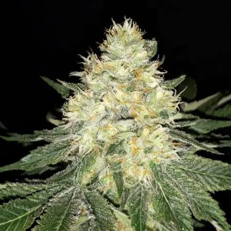 420 FASTBUDS PHOTOPERIODS GROW