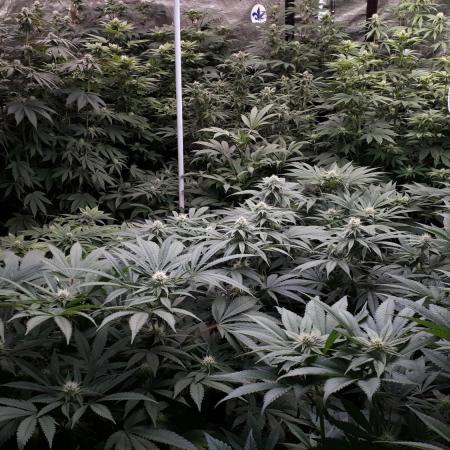 8X8 MANSION (22 PLANT GROW)