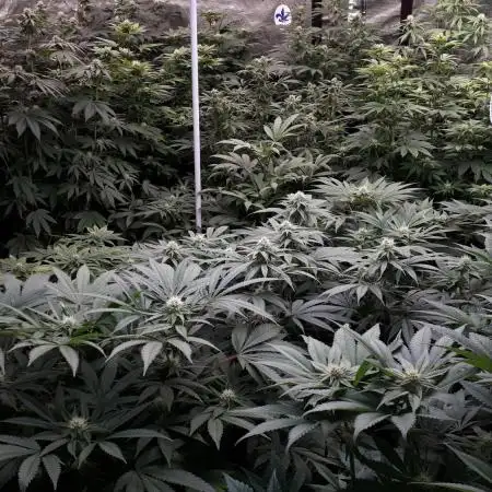 8X8 MANSION (22 PLANT GROW)