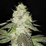 MSNL SEEDS GROW