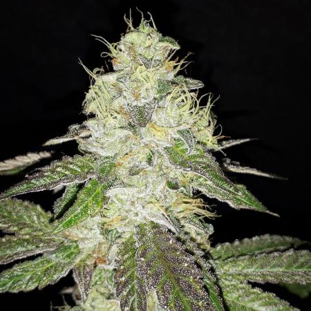 MSNL SEEDS GROW