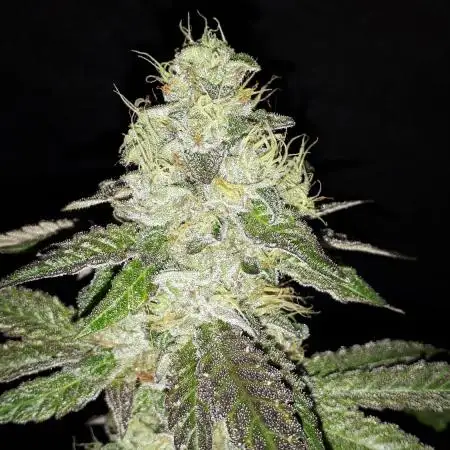 MSNL SEEDS GROW