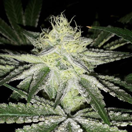 EXOTIC SEEDS MALASANA GELATO