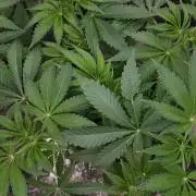 420 FASTBUDS = LEMON CHERRY RUNTZ