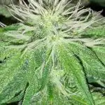 IGM (COLORS BY CULTIVAR)
