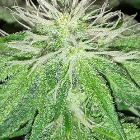 IGM (COLORS BY CULTIVAR)