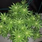 420 FASTBUDS PHOTOPERIODS GROW