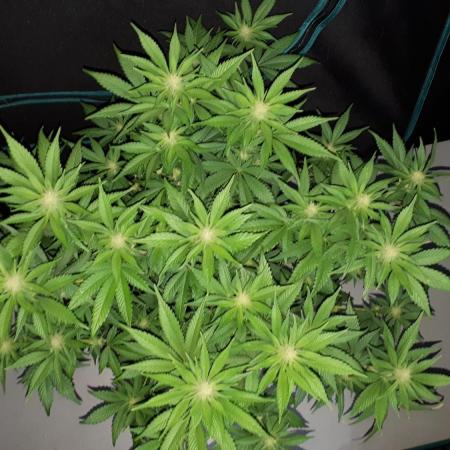 420 FASTBUDS PHOTOPERIODS GROW