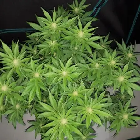 420 FASTBUDS PHOTOPERIODS GROW