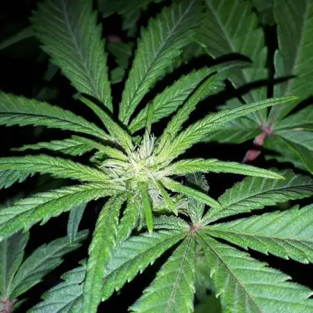 IGM SEEDS. GRAPE OCTANE