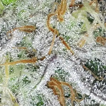 EXOTIC SEEDS MALASANA GELATO