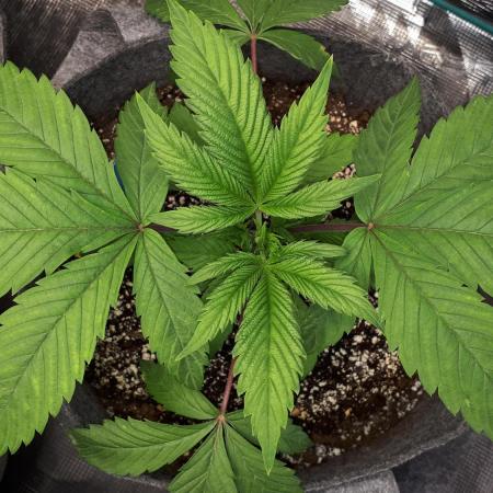 34 street seeds PINK KUSH