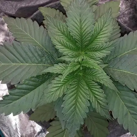 SUPERNATURAL SEEDS GROW