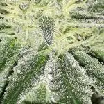 EXOTIC SEEDS MALASANA GELATO