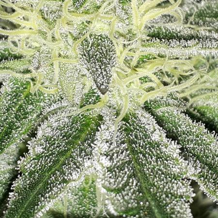EXOTIC SEEDS MALASANA GELATO